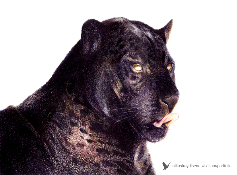 portfolio : Dibujo animal pantera Lu00e1piz de color