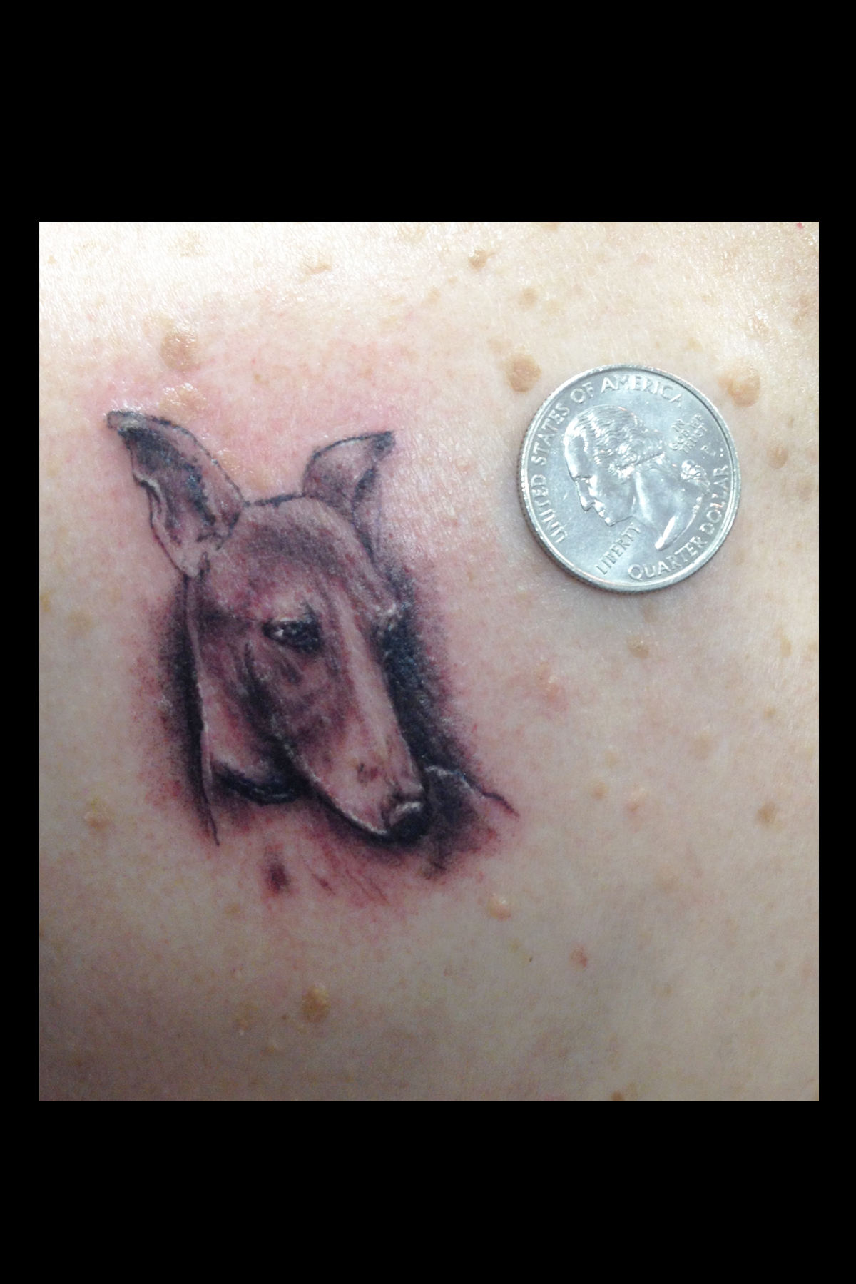 body language tattoo greyhound jpg body language tattoo greyhound jpg