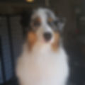Ozzy.jpg