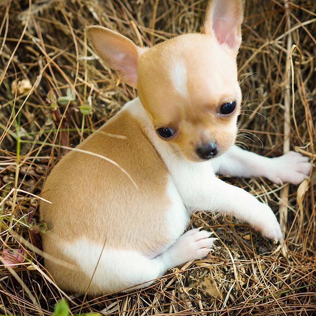 Jual Anjing Rio Farm