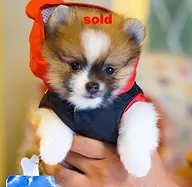 Jual Anjing Rio Farm