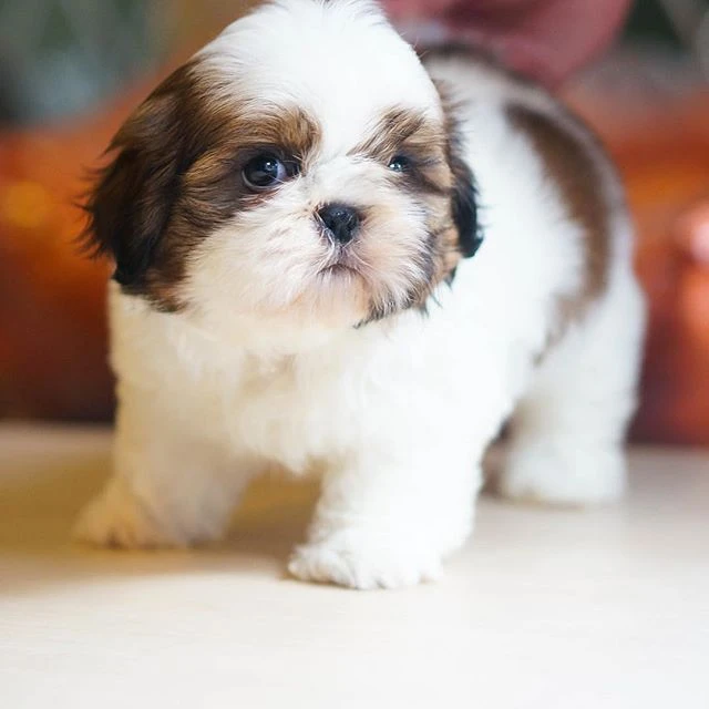 Jual Anjing Rio Farm