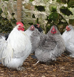 Norfolk Garden Chickens - Pekin Bantams