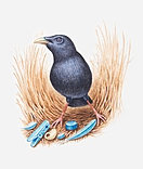 Bowerbird Professional Home Organizing in Fort Wayne