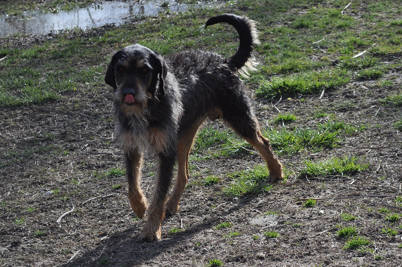 pierrelatte - HELP 50 chiens sont en URGENCE fermeture du refuge de pierrelatte 26700  - le 28 avril 2015 78da0c_7b2cc995c893aa9f1851a0249fc39c69.jpg_srz_1326_882_85_22_0.50_1.20_0