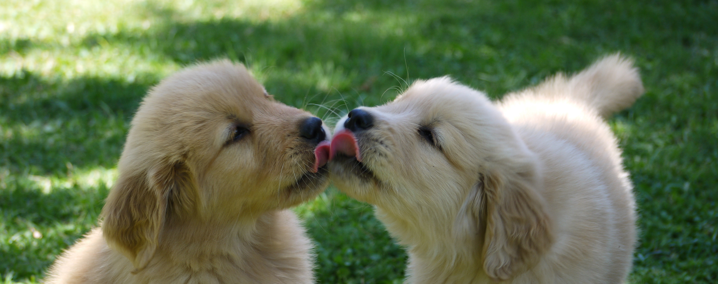 golden retriever for sale in az golden retriever puppies for sale az anasazi goldens golden retriever for sale in az golden retriever puppies for sale az anasazi goldens