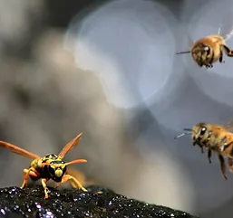 maryland bee removal