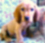 basset fauve bretagne