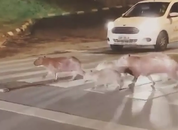capivara