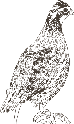 Quail 2_4x.png