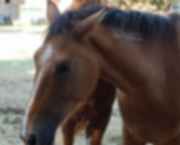 Xander has been with us for close to a y