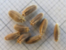 Cephalaria_transsylvanica_12870_61864.jp