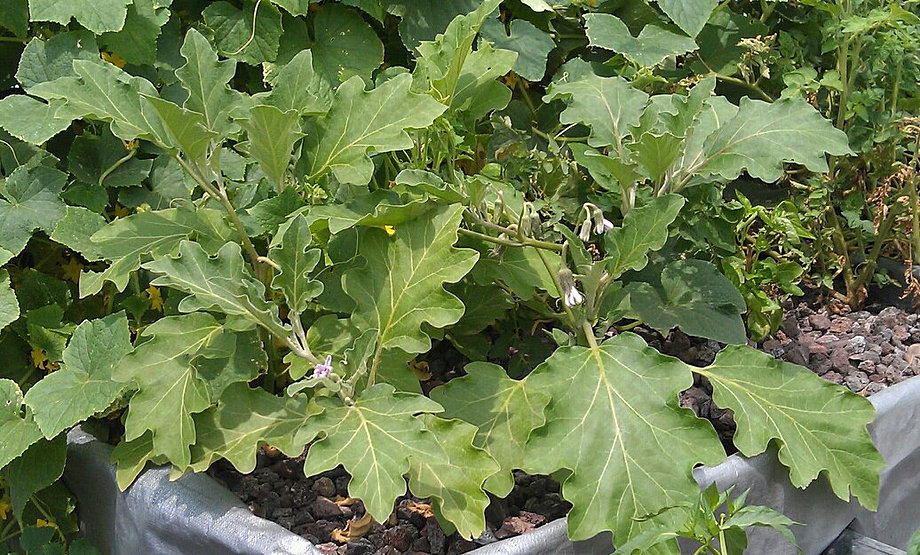 Aquaponics in the Tucson Community | EcoGro