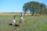 Passeios a Cavalo / Horseback riding Monte Barrão, Alentejo, Alter do Chão, Portugal