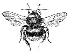 maryland bee removal