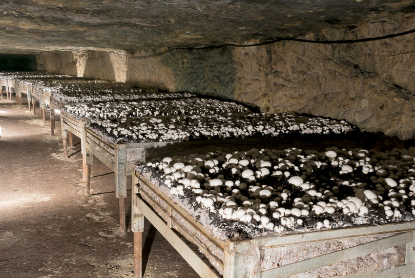 cave champi