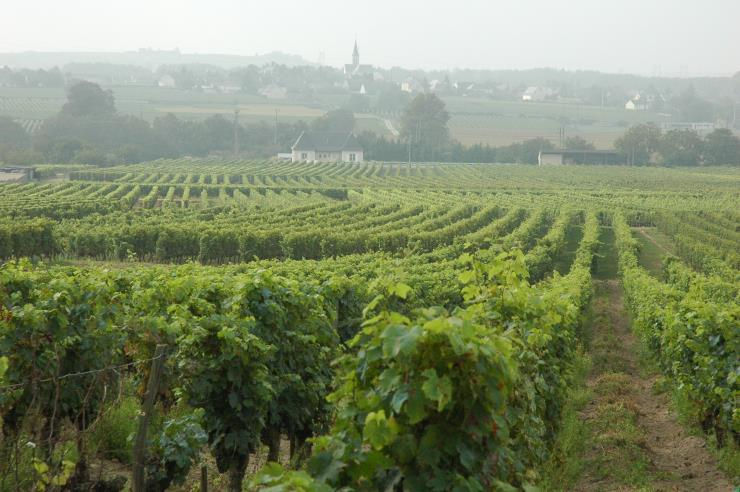 Vignobles-de-Saumur-a-Varrains-C-M.CRIVELLARO