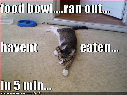 wix com lolcats created by connorl4 based on creative solutions 7f0211034255c1f7be46f77b7ced7660.wix_mp_1024 wix com lolcats created by connorl4 based on creative solutions