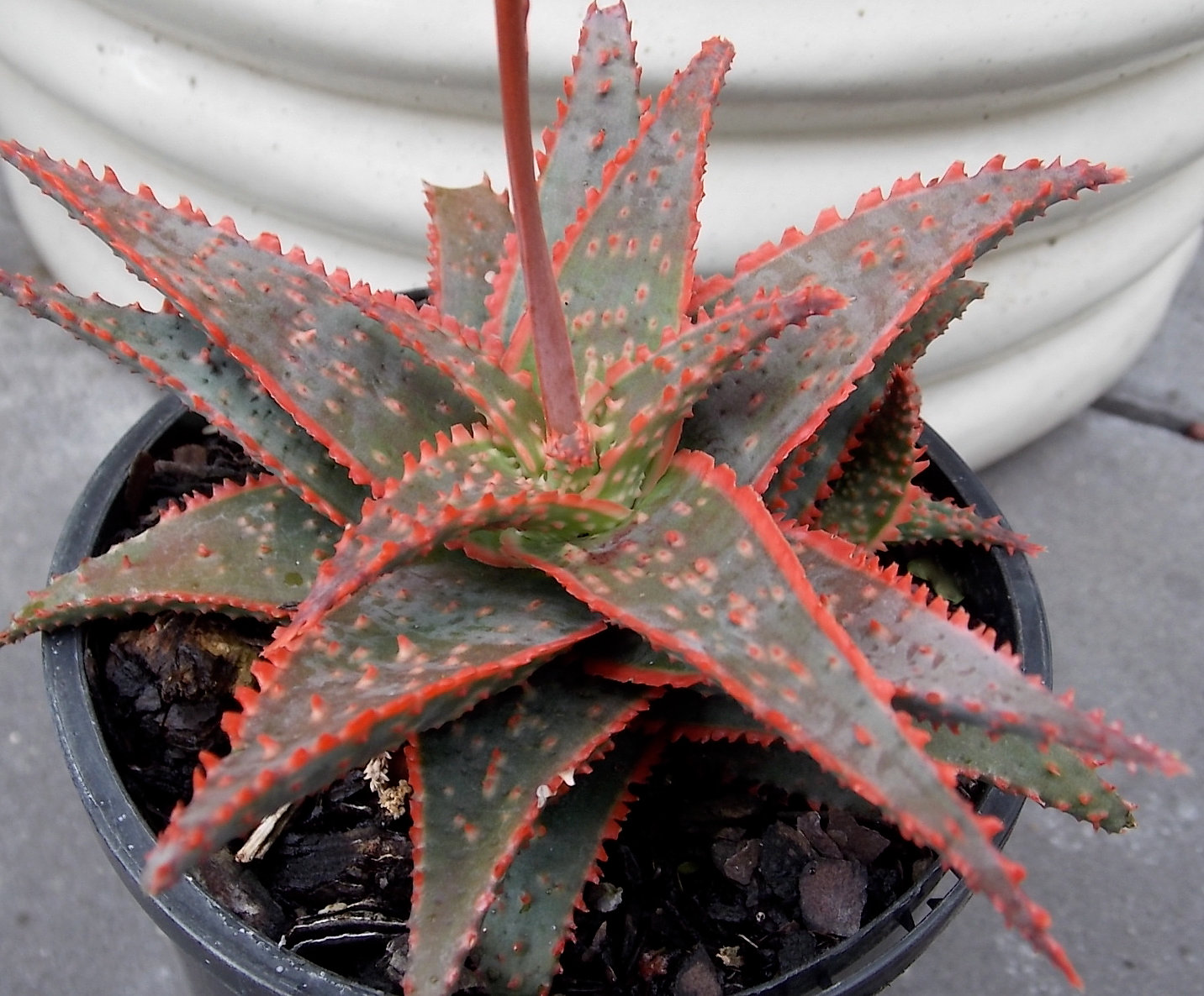 Christmas Carol Aloe Flower