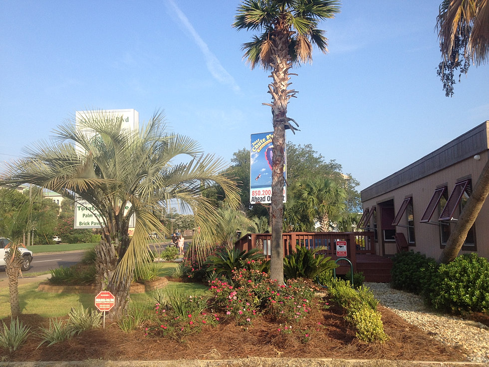 Palm Trees Destin, Florida