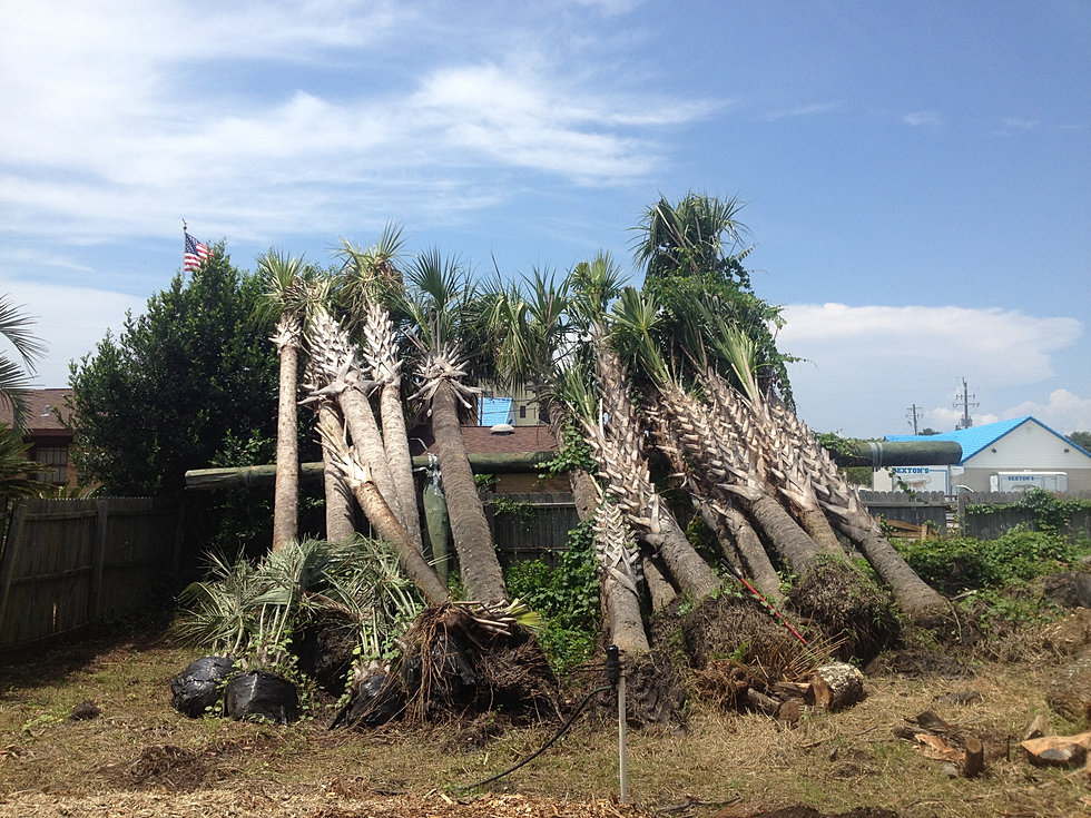 Palm Trees Destin, Florida