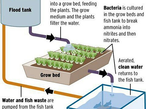 how aquaponics works.jpg