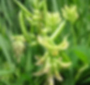 astragalus2.jpg