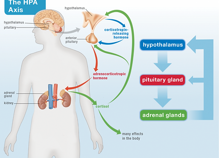 whatyoudontknow hpa axis stress hypothalamic pituitary adrenal axis