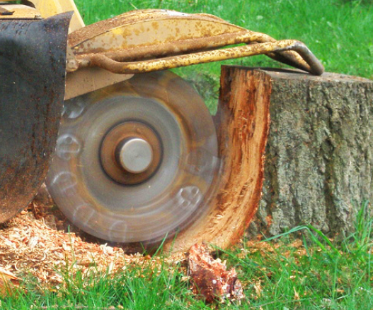 Tree Stump Grinding Service - Tip Top Arborists