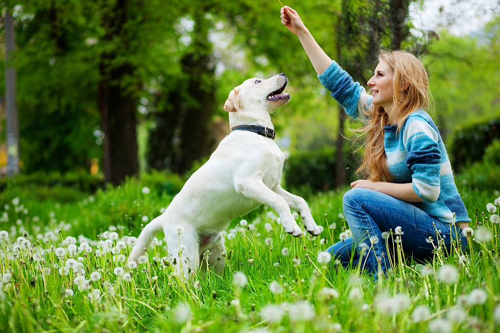 Image result for dog training