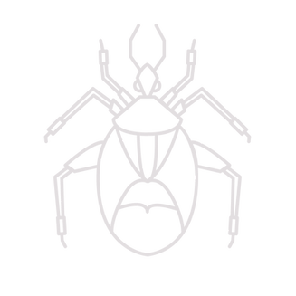 Bedbug