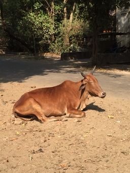 Mucca, India - Atmosferae