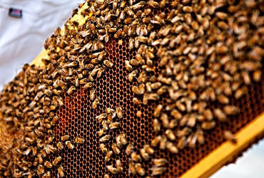 Mật ong Hai Mập - sạch vì sức khỏe cộng đồng! - 2