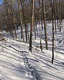 D45CD56D-9F85-44AB-801E-F8776B5A3252.jpeg