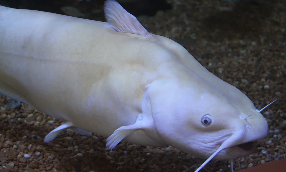 channel catfish