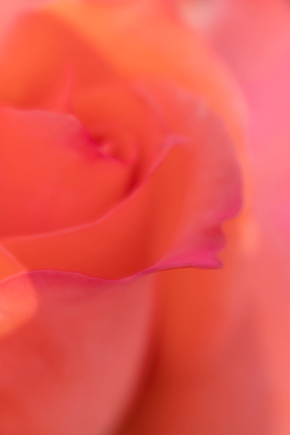 flower-4