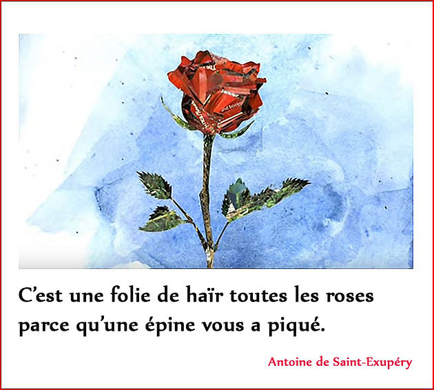Citation Antoine de SaintExupéry La Rose Citation Antoine de SaintExupéry La Rose