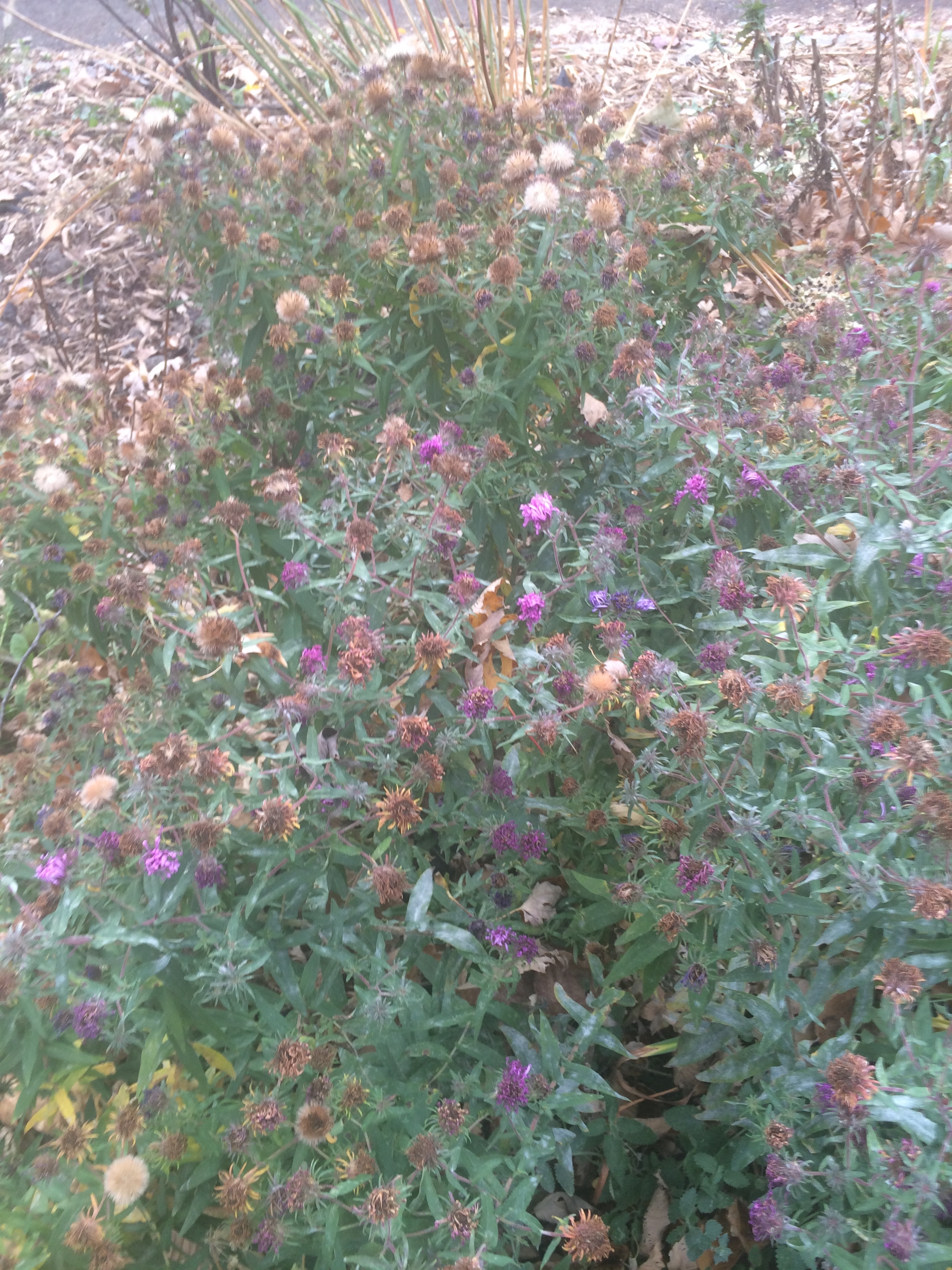 New England Aster