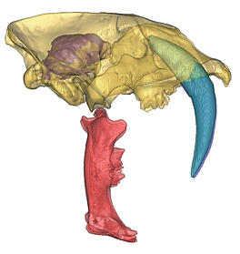 3D map of prehistoric animal skull structure