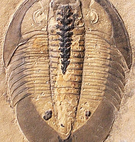 Impression of fossilised creature on rock