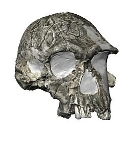 3D rendering of early human skull