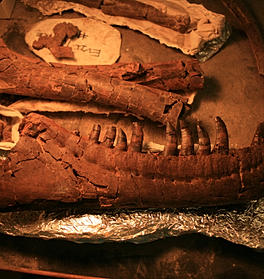fossilised dinosaur skull pieces