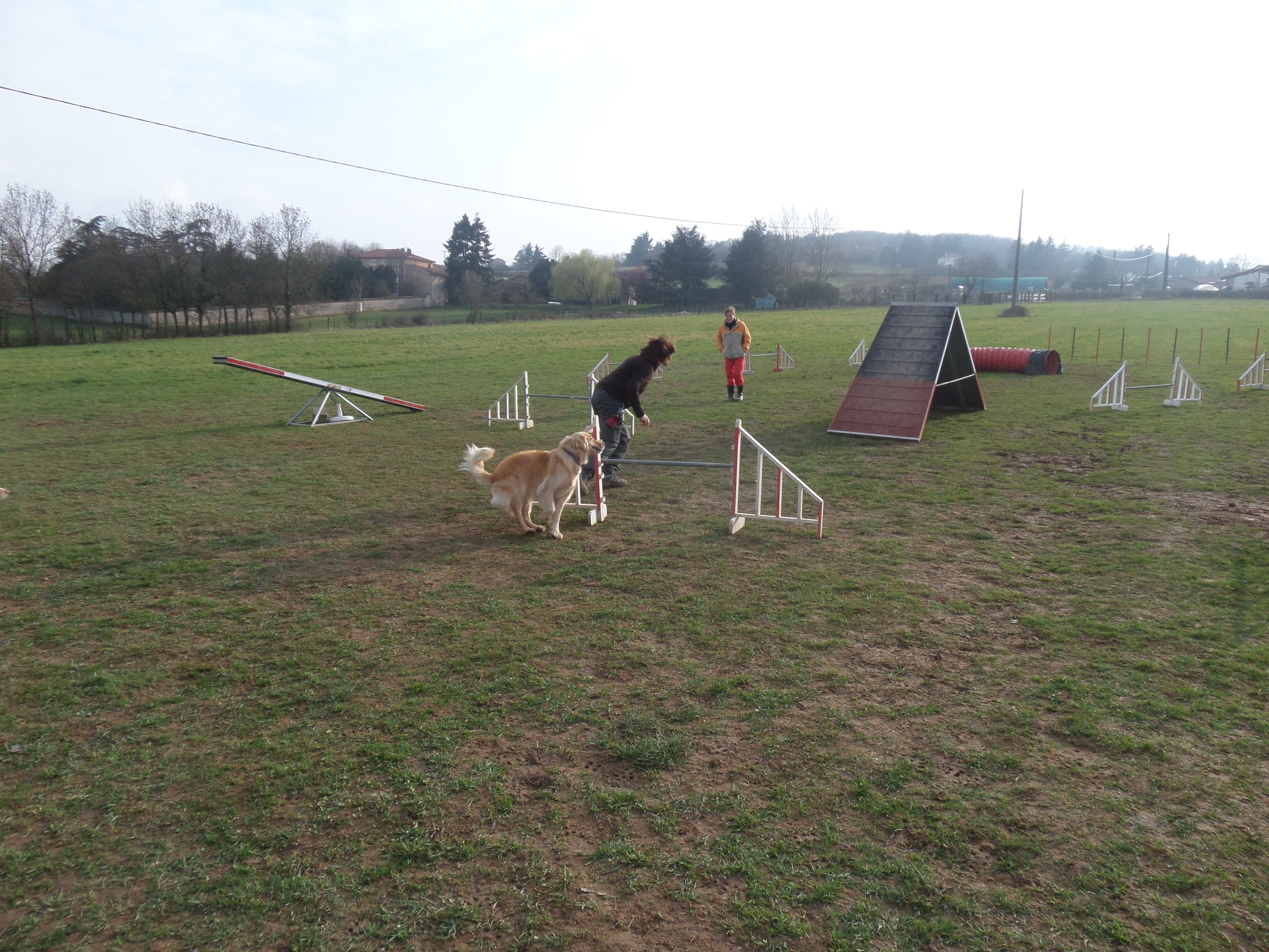 rencontre entre chiot et chien