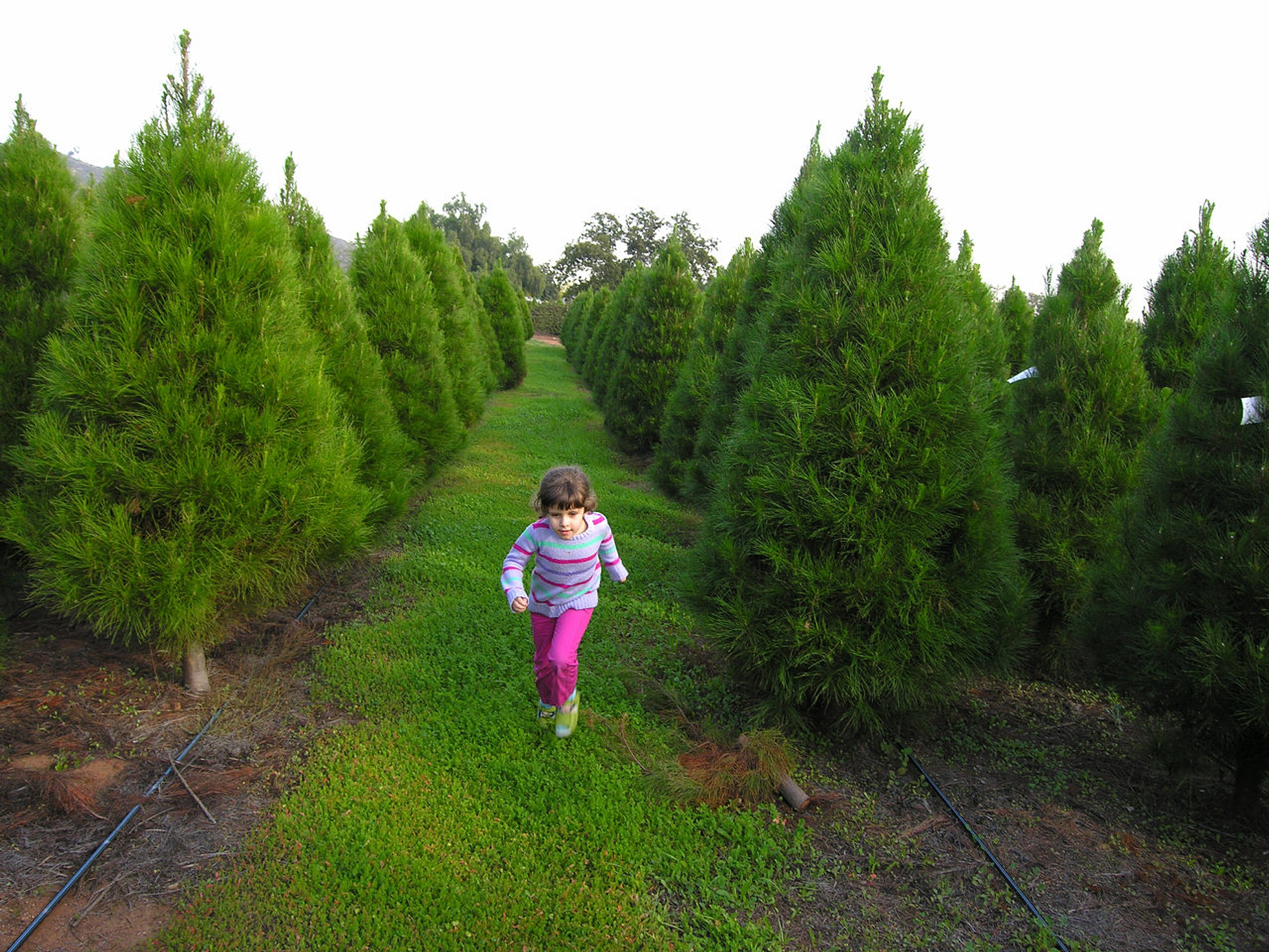 Family Christmas Tree Farm