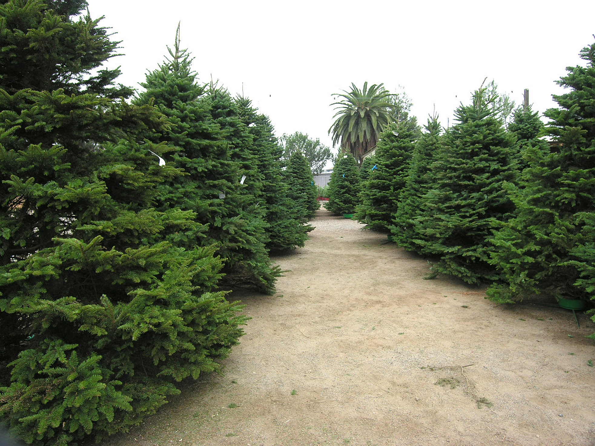 Family Christmas Tree Farm