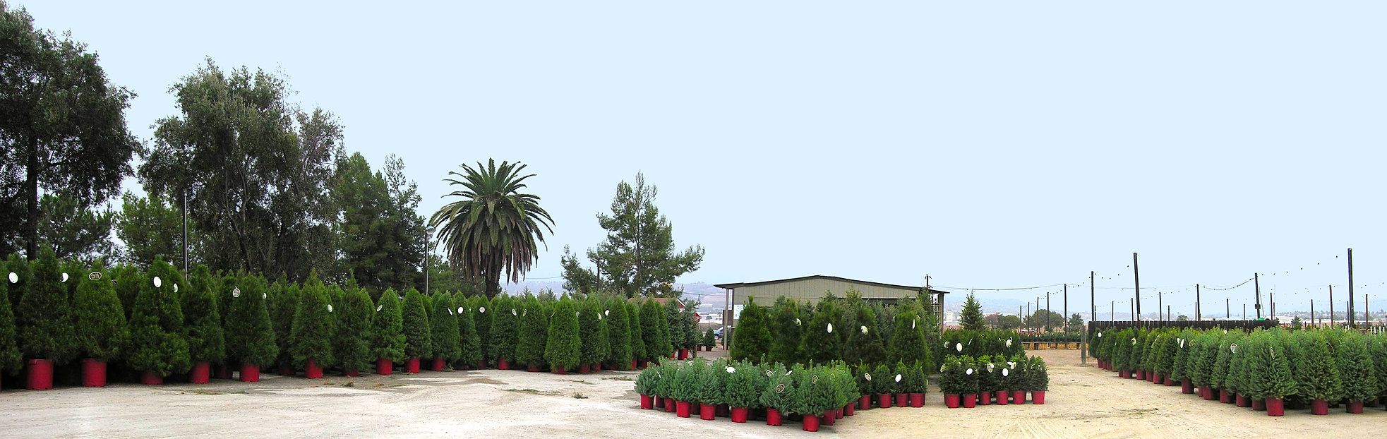 Family Christmas Tree Farm