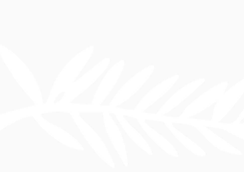 fond-palme-blanc.png