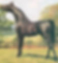 Cavalo Árabe Negro