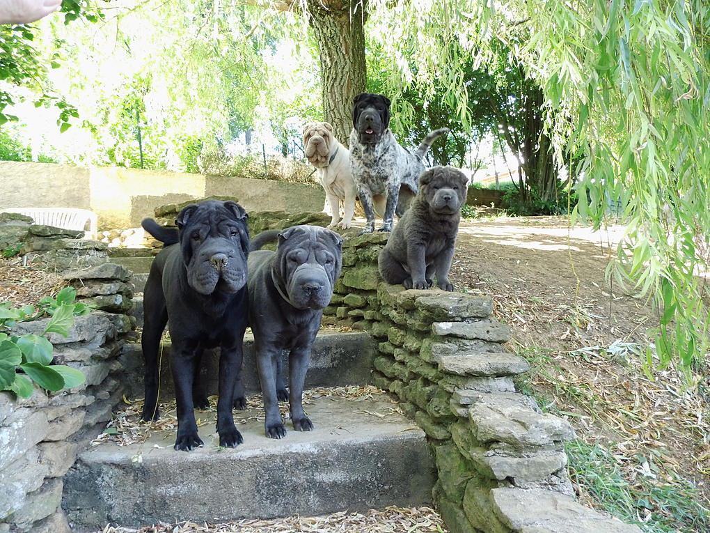 shar pei bear coat bleu