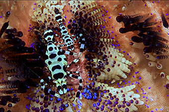 Arthropoda Crustaceans